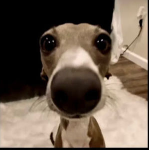 Meet your Posher, Animestudent